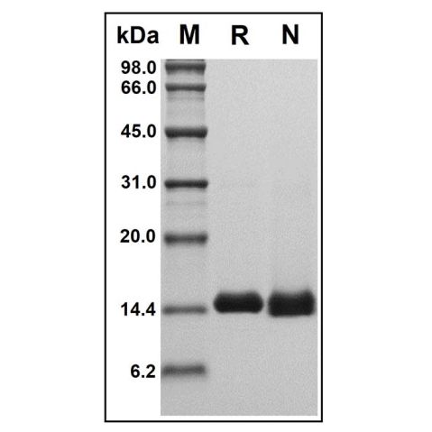 aladdin 阿拉丁 rp146257 Recombinant Human Galectin-1 Protein Animal Free, >95% (SDS-PAGE&HPLC), Active, E. coli, No tag, 2-135 aa