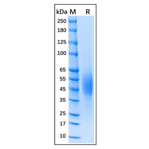 aladdin 阿拉丁 rp147187 Recombinant Human B7-H2 Protein Animal Free, >95%(SDS-PAGE), Active, 293F, His tag, 19-258aa