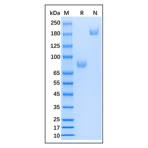 aladdin 阿拉丁 rp153710 Recombinant Mouse CD14 Protein Animal Free, >95%(SDS-PAGE), Active, 293F, Fc&His, 18-345aa