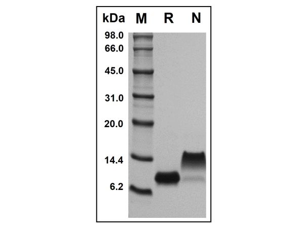 aladdin 阿拉丁 rp153848 Recombinant Mouse CXCL10/IP-10 Protein Animal Free, >97%(SDS-PAGE and HPLC), Active, E.coli, No tag, 22-98 aa