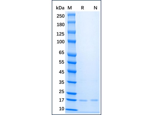 aladdin 阿拉丁 rp153964 Recombinant Mouse FGF basic/FGF2/bFGF Protein Animal Free, >98%(SDS-PAGE), Active, E.coli, His, 11-154aa