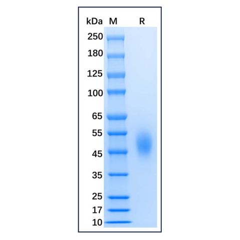 aladdin 阿拉丁 rp154086 Recombinant Mouse B7-H2 Protein Animal Free, >95%(SDS-PAGE), Active, 293F, His, 47-279aa 