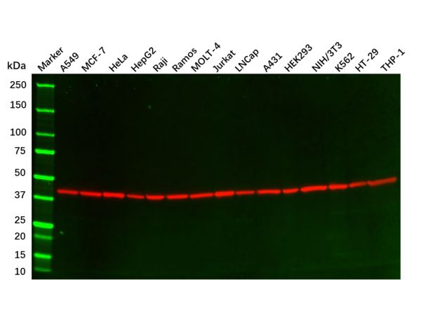 aladdin 阿拉丁 Ab155822 beta Actin Mouse mAb mAb (2D10); Mouse anti Human beta actin Antibody; WB, Flow, ICC/IF, ELISA; Unconjugated