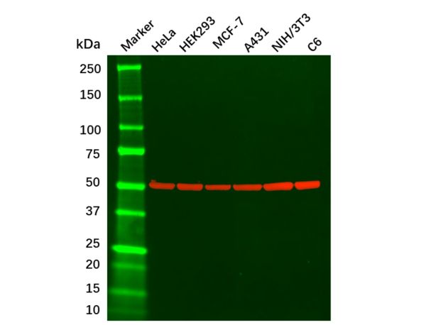 aladdin 阿拉丁 Ab155823 beta Tubulin Mouse mAb mAb (2F1); Mouse anti Human beta tubulin Antibody; WB, Flow, ICC / IF, ELISA; Unconjugated