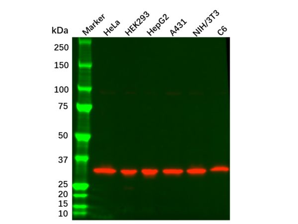 aladdin 阿拉丁 Ab155826 PCNA Mouse mAb mAb (3D7); Mouse anti Human PCNA Antibody; WB, Flow, ICC/IF, ELISA; Unconjugated