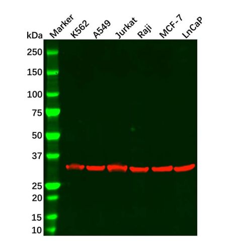 aladdin 阿拉丁 Ab155826 PCNA Mouse mAb mAb (3D7); Mouse anti Human PCNA Antibody; WB, Flow, ICC/IF, ELISA; Unconjugated