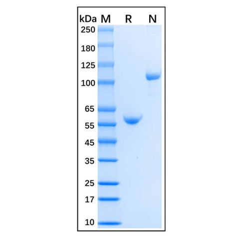 aladdin 阿拉丁 rp154577 Recombinant Mouse TRANCE/RANKL/TNFSF11 Protein Animal Free, >95%(SDS-PAGE), Active, 293F, Fc, 72-316aa