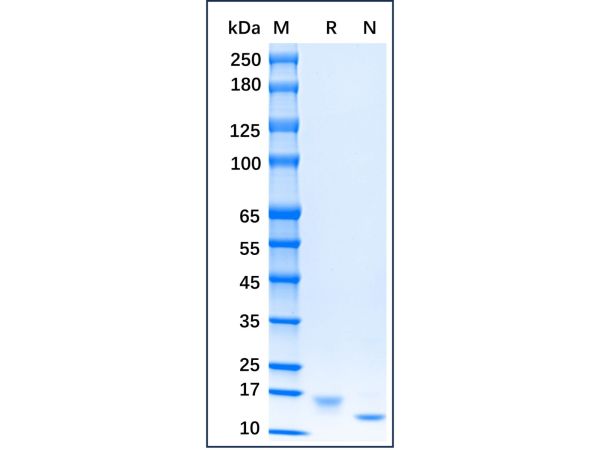 aladdin 阿拉丁 rp154630 Recombinant Mouse SCF Protein Carrier Free, >97% (SDS-PAGE,HPLC), Active, E. coli, No tag, 26-190 aa