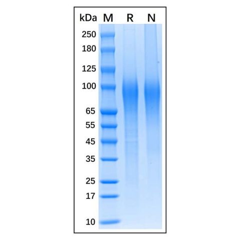 aladdin 阿拉丁 rp154717 Recombinant Mouse Thrombopoietin Protein Animal Free, >90% (SDS-PAGE), Active, HEK293, N-His tag, 22-356 aa