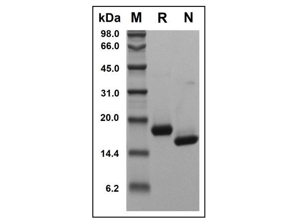 aladdin 阿拉丁 rp156087 Recombinant Human IFN-alpha-2B Protein Animal Free, >98% ( SDS-PAGE and HPLC), Active, Yeast, No tag, 24-188 aa