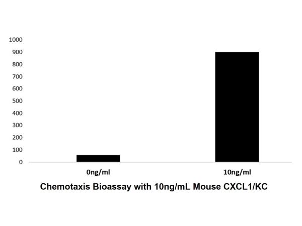 aladdin 阿拉丁 rp168795 Recombinant Mouse CXCL1/KC Protein Animal Free, >97%(SDS-PAGE and HPLC), Active, E.coli, No tag, 25-96 aa