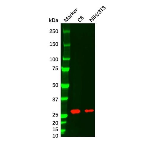 aladdin 阿拉丁 Ab156561 HMGB1 Mouse mAb mAb (AB02/4A1); Mouse anti Human HMGB1 Antibody; WB, Flow, ELISA; Unconjugated
