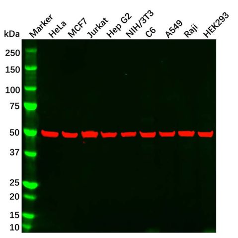 aladdin 阿拉丁 Ab169013 alpha Tubulin Mouse mAb mAb (CD03/1G2); Mouse anti human alpha tubulin Antibody; WB, Flow, ICC/IF, ELISA; Unconjugated