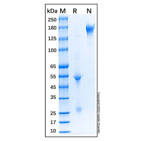 aladdin 阿拉丁 Ab170219 Sheep IgG ＞95%; Isotype Control Antibody; Sheep IgG; Unconjugated