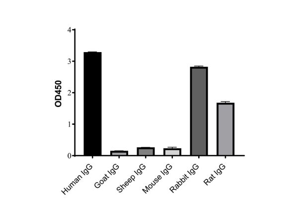 aladdin 阿拉丁 Ab175835 Goat Anti-Human IgG (HRP) Secondary Antibody; Goat Anti-Human IgG (HRP); ELISA, WB, IHC