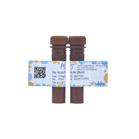 aladdin 阿拉丁 Ab175850 beta Actin Mouse mAb (Biotin) mAb ( FG01/2D10); Mouse anti Human beta actin Antibody; WB, IF, Flow; Biotin