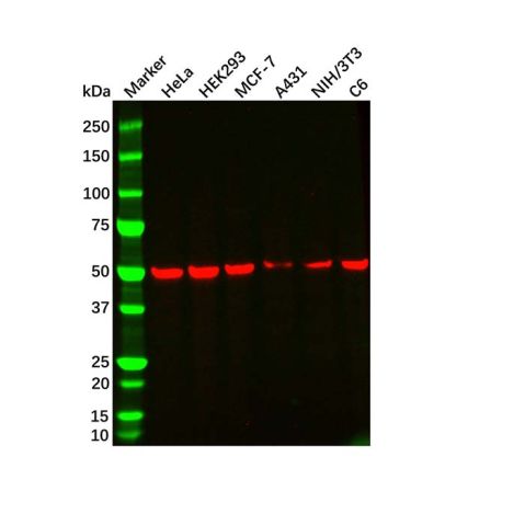 aladdin 阿拉丁 Ab179921 beta Tubulin Mouse mAb mAb (AB01/1E7); Mouse anti Human beta tubulin Antibody; WB, Flow, ELISA; Unconjugated