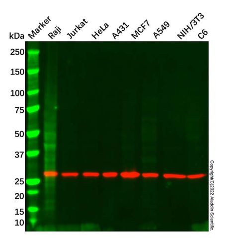 aladdin 阿拉丁 Ab086628 14-3-3 zeta Mouse mAb mAb(C5); Mouse anti Human 14-3-3 zeta Antibody; WB; Unconjugated