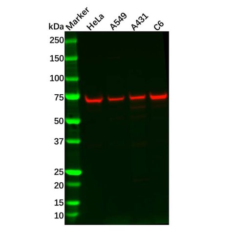 aladdin 阿拉丁 Ab090162 Recombinant ATP6V1A Antibody Validated, 0.8 mg/mL