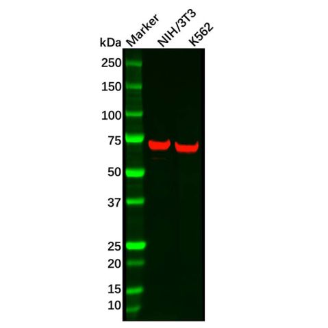 aladdin 阿拉丁 Ab090162 Recombinant ATP6V1A Antibody Validated, 0.8 mg/mL