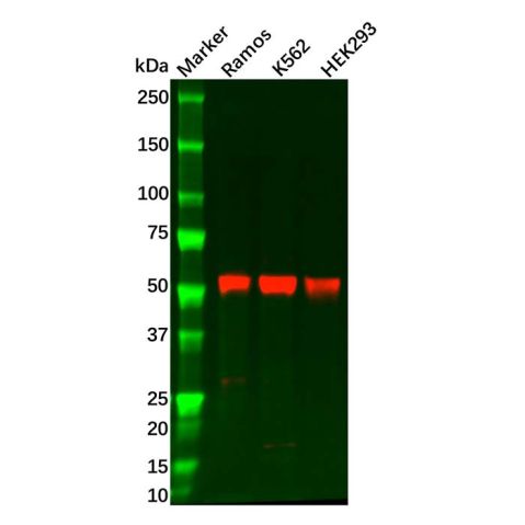 aladdin 阿拉丁 Ab098421 Cyclin B1 Antibody pAb; Rabbit anti Human Cyclin B1 Antibody; WB; Unconjugated