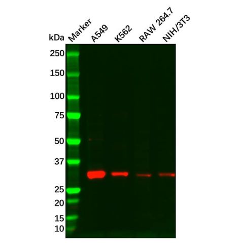 aladdin 阿拉丁 Ab098455 Cyclin D3/CCND3 Antibody pAb; Rabbit anti Human Cyclin D3/CCND3 Antibody; WB; Unconjugated