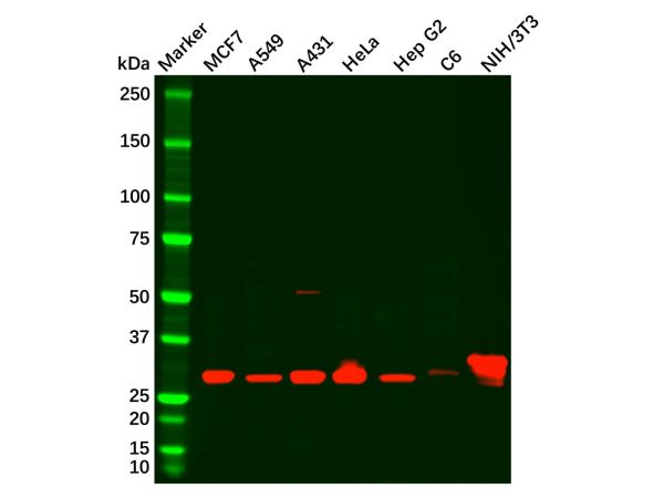 aladdin 阿拉丁 Ab104584 Galectin 3 Antibody pAb; Rabbit anti Human Galectin 3 Antibody; WB, IHC, ICC, IF; Unconjugated