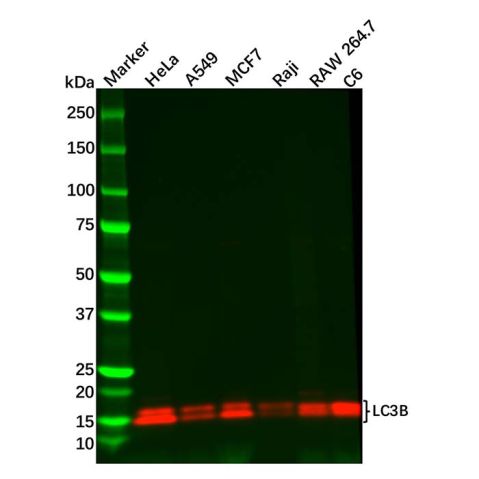 aladdin 阿拉丁 Ab112866 Recombinant LC3B Antibody Recombinant (R06-4K9); Rabbit anti Human LC3B Antibody; WB; Unconjugated