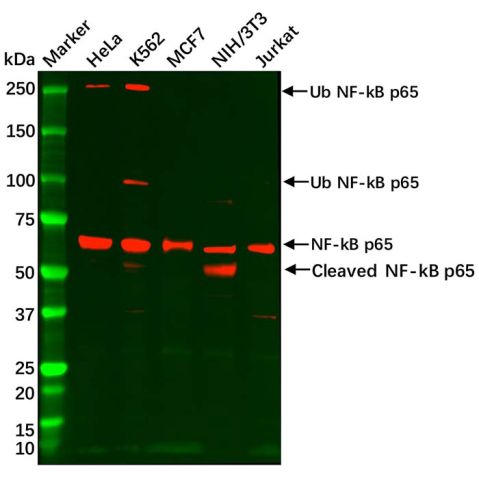 aladdin 阿拉丁 Ab117948 Recombinant NF-kB p65 Antibody Recombinant (R09-3H2); Rabbit anti Human NF- kB p65 Antibody; WB, IHC; Unconjugated