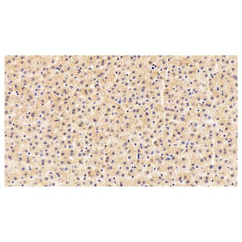 aladdin 阿拉丁 Ab132212 Transferrin Mouse mAb mAb (F3); Mouse anti Human Transferrin Antibody; WB, IHC; Unconjugated