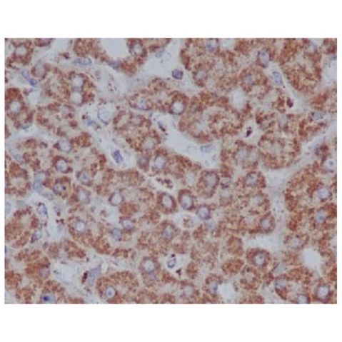 aladdin 阿拉丁 Ab133998 VDAC1/Porin Antibody pAb; Rabbit anti Human VDAC1/Porin Antibody; WB, IHC; Unconjugated