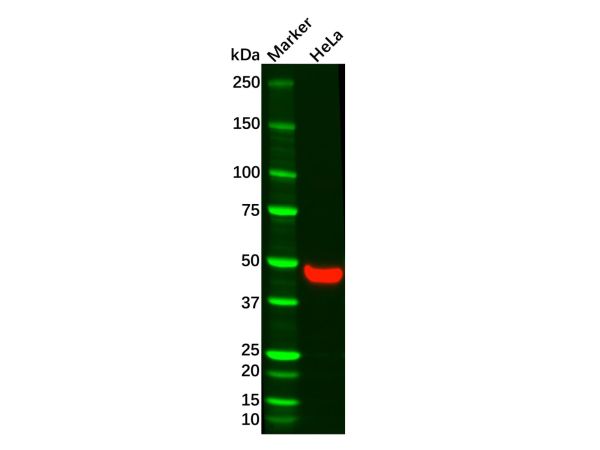 aladdin 阿拉丁 Ab134765 Recombinant Wnt5a Antibody Recombinant (R08-4A3); Rabbit anti Human Wnt5a Antibody; WB, ICC, IF; Unconjugated