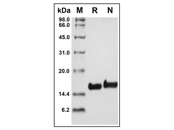 aladdin 阿拉丁 rp142789 Recombinant Human Amphiregulin Protein Animal Free, >95% (SDS-PAGE&HPLC), Active, E. coli, No tag, 101-198 aa