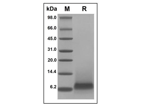 aladdin 阿拉丁 rp143202 Recombinant Human Beta-Defensin 3 Protein Animal Free, >98%(SDS-PAGE, HPLC), Active, E.coli, No tag, 23-67 aa