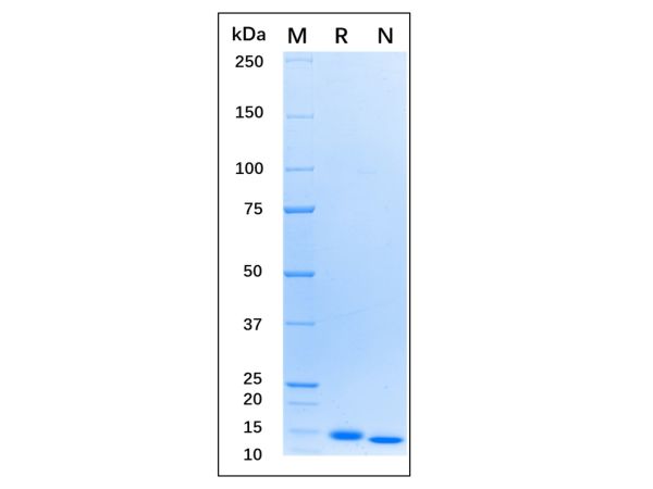 aladdin 阿拉丁 rp146523 Recombinant Human GM-CSF Protein Animal Free, >98% (SDS-PAGE, HPLC ), Active, E.coli, No tag, 18-144aa 