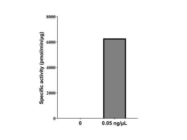 aladdin 阿拉丁 rp150291 Recombinant Human PLA2G7 Protein Animal Free, >90% (SDS-PAGE), Active, HEK293, C-His tag, 22-441 aa