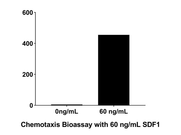 aladdin 阿拉丁 rp151342 Recombinant Human SDF1 Protein Animal Free, >95% SDS-PAGE, Active, E.coli, His, Pro23~Lys89