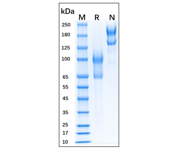 aladdin 阿拉丁 rp153757 Recombinant Mouse L-Selectin/CD62L Protein Animal Free, >95%(SDS-PAGE), Active, 293F, Fc&His, 39-332aa