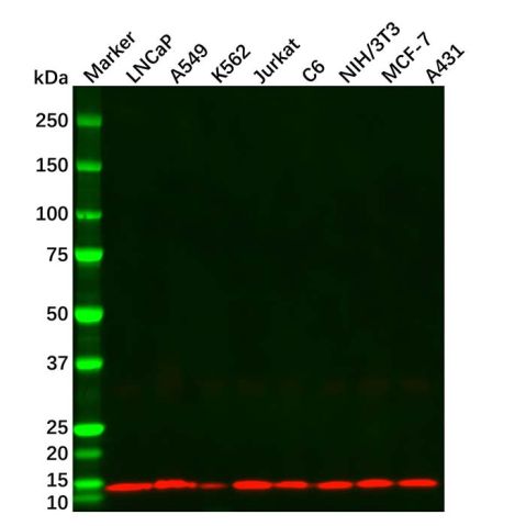 aladdin 阿拉丁 Ab156574 Histone H4 Mouse mAb mAb (CD01/2H7); Mouse anti Vinculin Antibody; WB, ICC/IF, ELISA; Unconjugated