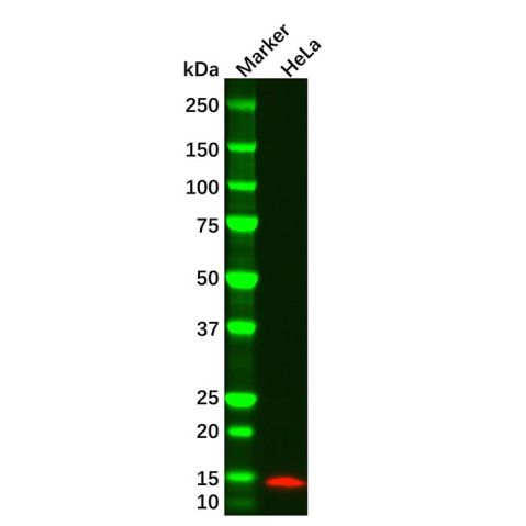 aladdin 阿拉丁 Ab156574 Histone H4 Mouse mAb mAb (CD01/2H7); Mouse anti Vinculin Antibody; WB, ICC/IF, ELISA; Unconjugated