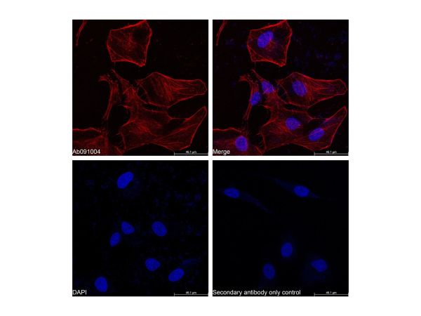 aladdin 阿拉丁 Ab170147 Goat Anti-Rabbit IgG H&L (Cy5) Secondary Antibody; Goat Anti-Rabbit IgG H&L (Cy5); IF, Flow