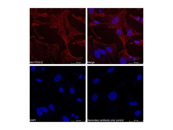 aladdin 阿拉丁 Ab170151 Goat Anti-Rabbit IgG H&L (TRITC) Secondary Antibody; Goat Anti-Rabbit IgG H&L (TRITC); IF, Flow