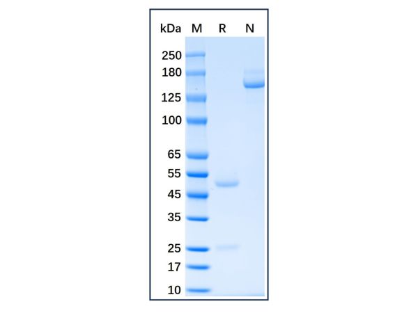 aladdin 阿拉丁 Ab170863 Follicle Stimulating Hormone alpha (FSHA) Mouse mAb mAb(34E8); Mouse anti Human Follicle Stimulating Hormone alpha   (FSHA) Antibody; Capture Antibody, ELISA, CLIA, LF, GICA, FIA; Unconjugated