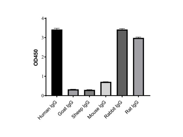 aladdin 阿拉丁 Ab175832 Goat Anti-Human IgG (Biotin) Secondary Antibody; Goat Anti-Human IgG (Biotin); ELISA, WB, IF, Flow