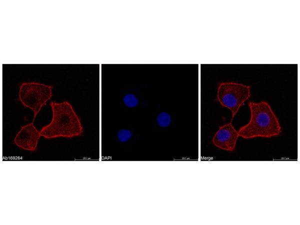 aladdin 阿拉丁 Ab175833 Goat Anti-Human IgG (Cy5) Secondary Antibody; Goat Anti-Human IgG (Cy5); IF, Flow