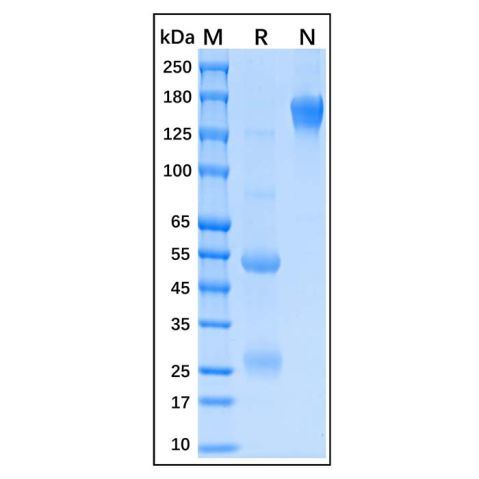 aladdin 阿拉丁 Ab176126 Albumin Antibody pAb; Goat Anti-Human Albumin Antibody; WB, CLIA, LF, GICA, EIA; Unconjugated
