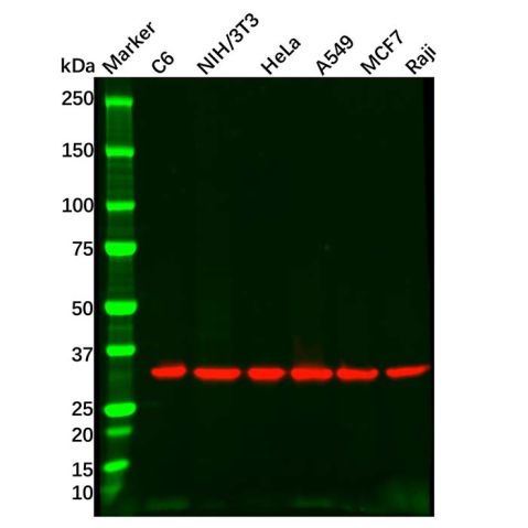 aladdin 阿拉丁 Ab176442 Goat Anti-Rabbit IgG H&L (Biotin) Secondary Antibody; Goat Anti-Rabbit IgG H&L (Biotin); WB, ELISA, IF