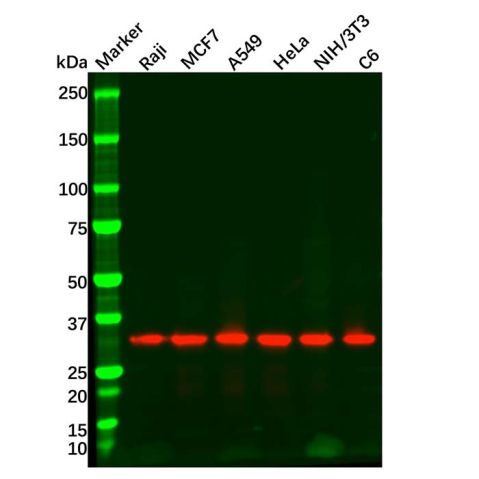 aladdin 阿拉丁 Ab176443 Goat Anti-Rabbit IgG H&L (HRP) Secondary Antibody; Goat Anti-Rabbit IgG H&L (HRP); WB, ELISA, IHC
