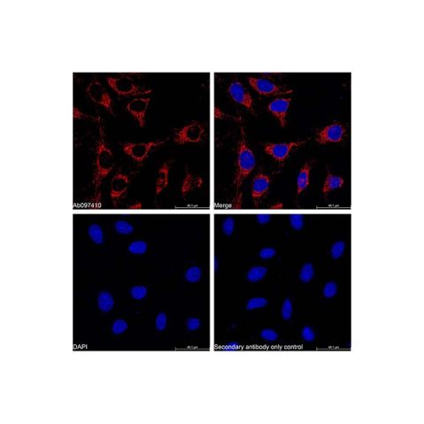 aladdin 阿拉丁 Ab176445 Goat Anti-Rabbit IgG H&L (Cy5) Secondary Antibody; Goat Anti-Rabbit IgG H&L (Cy5); IF, Flow