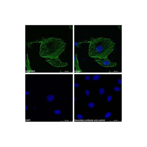aladdin 阿拉丁 Ab176446 Goat Anti-Rabbit IgG H&L (FITC) Secondary Antibody; Goat Anti-Rabbit IgG H&L (FITC); IF, Flow